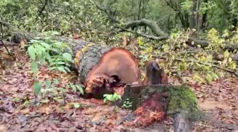 हरेला फर भारी, विकास कु कुल्हडु